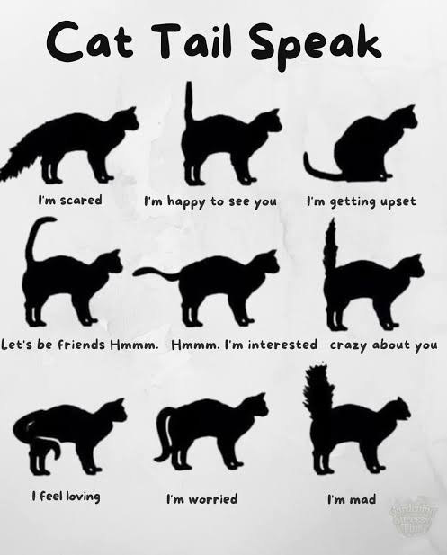 Cat Tail Speak chart: nine cat silhouettes, each tail position labelled with a mood — tail straight up for happy to see you, low and tucked for worried, puffed for scared or mad